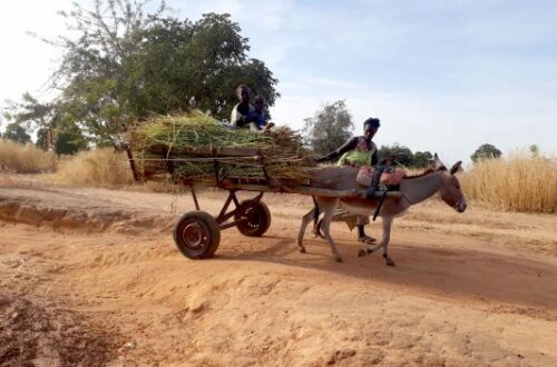 Article : Mali : le 8 mars ne se fête pas au village